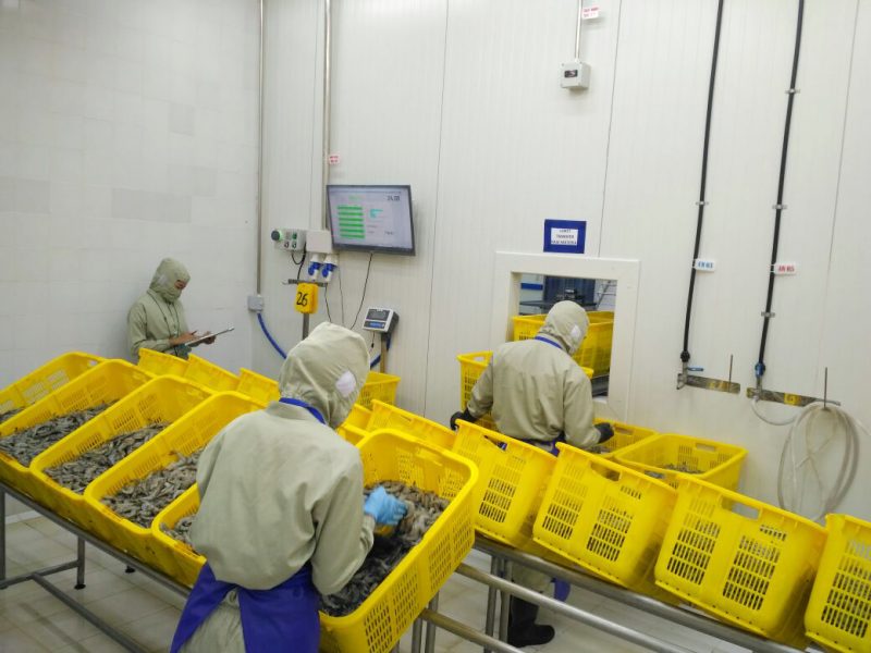 Gambar PT Indomina Langgeng Sejahtera – Industri Pengolahan Udang
